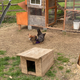 This is a duck house I built freehand. It’s nothing special but I’m really proud of it. My boy Lawrence (actually a girl) loves it